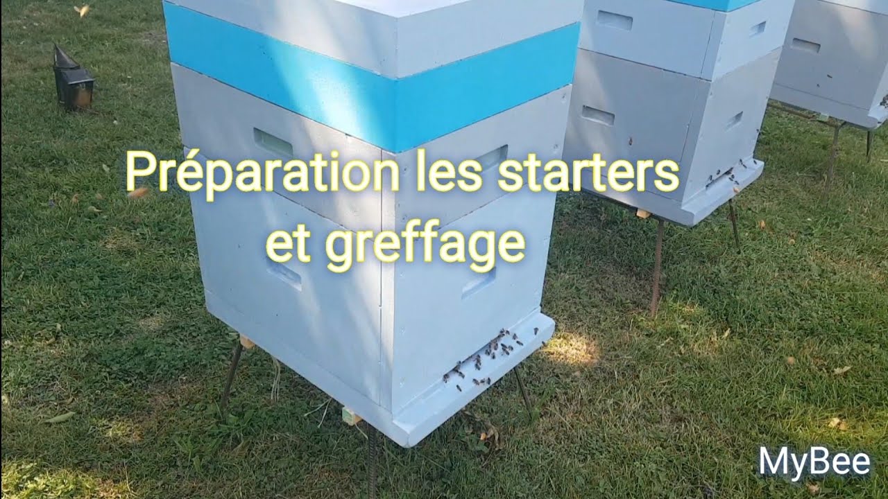 21 juin 2022 Elevage des reines: préparation les starters et greffage