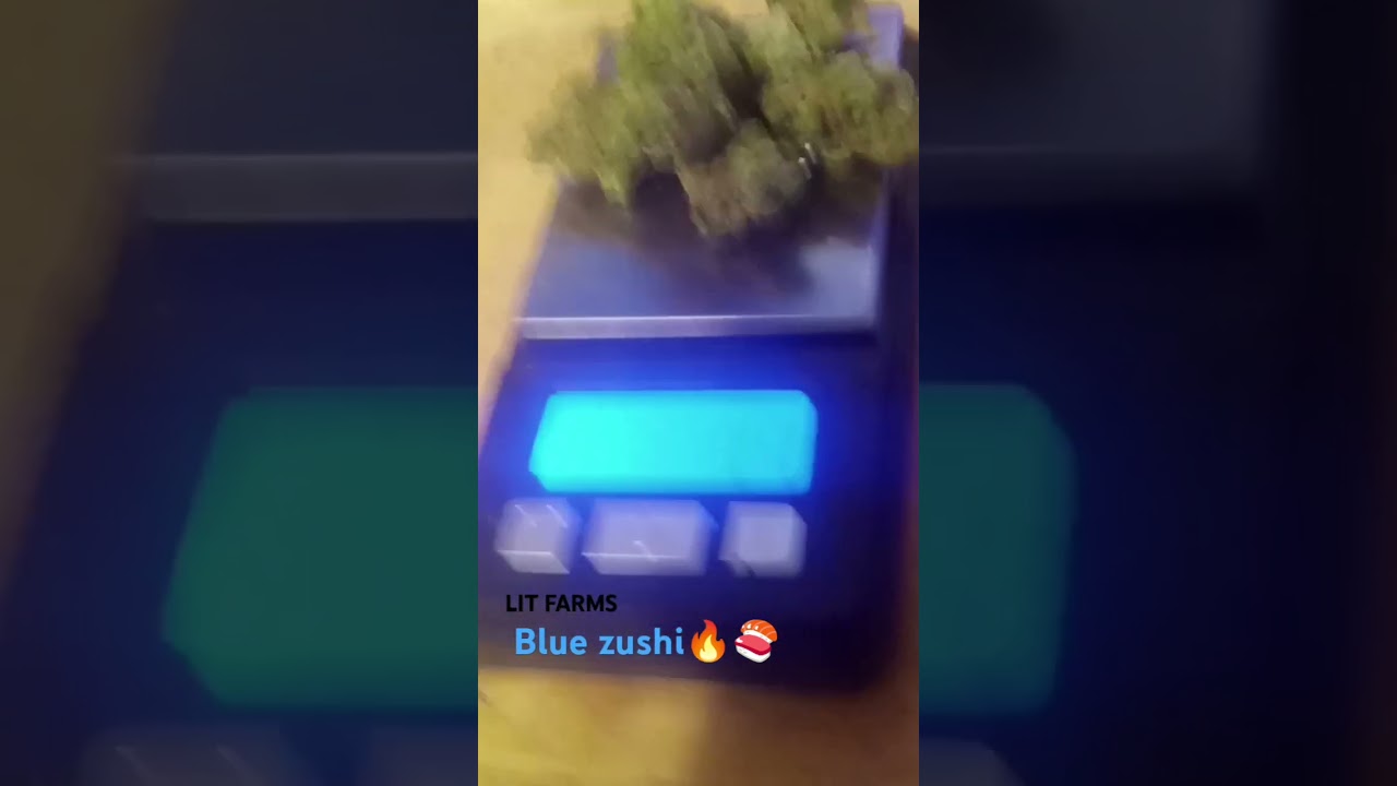 LIT FARMS Blue Zushi🔥🍣🍣 #gas