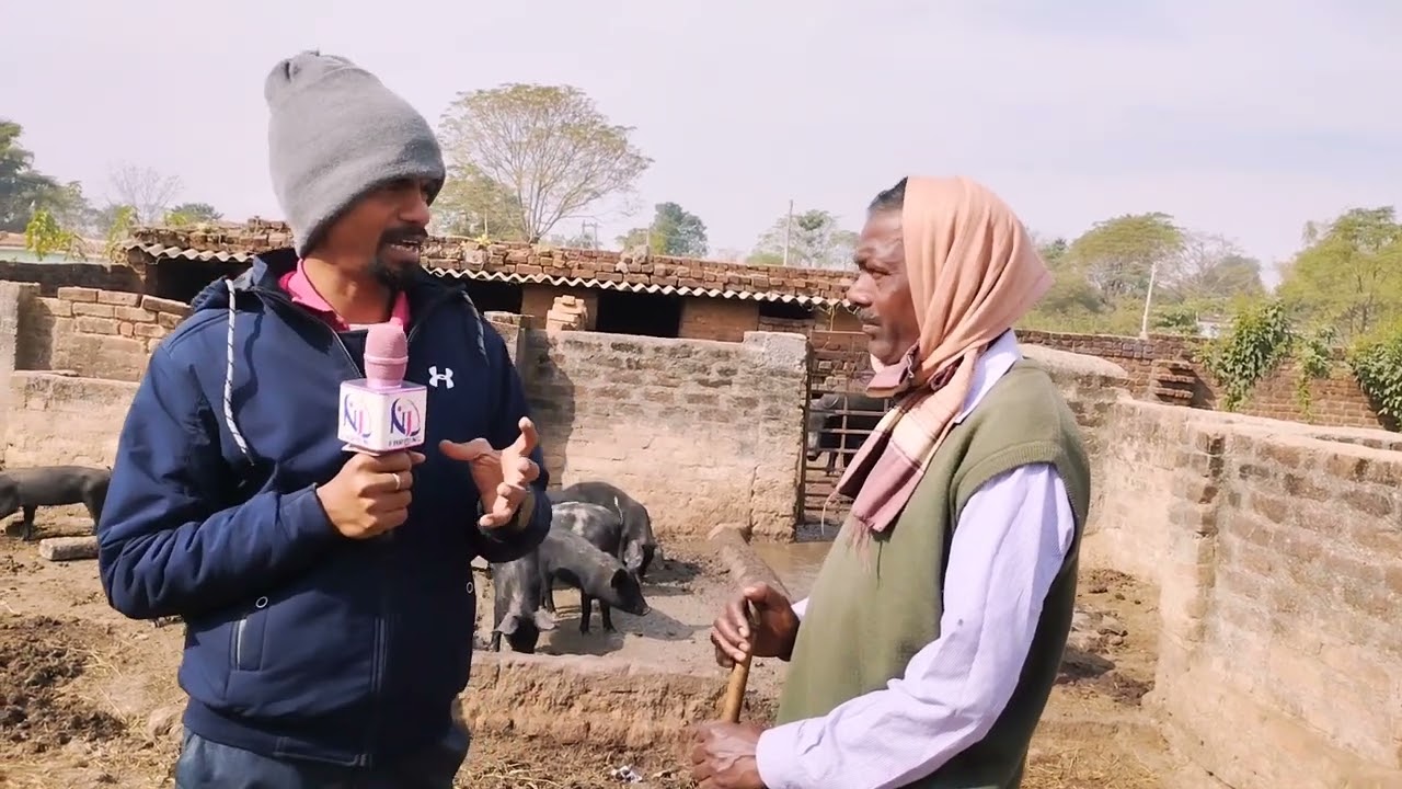TND Pig in jharkhand farm lohardaga