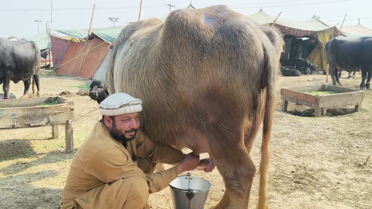 Noor shah ki khubsurat Jyoti sale Okara Animal Tv 03004576252/24/2/2026 لوکیشن گیمبر مال منڈی