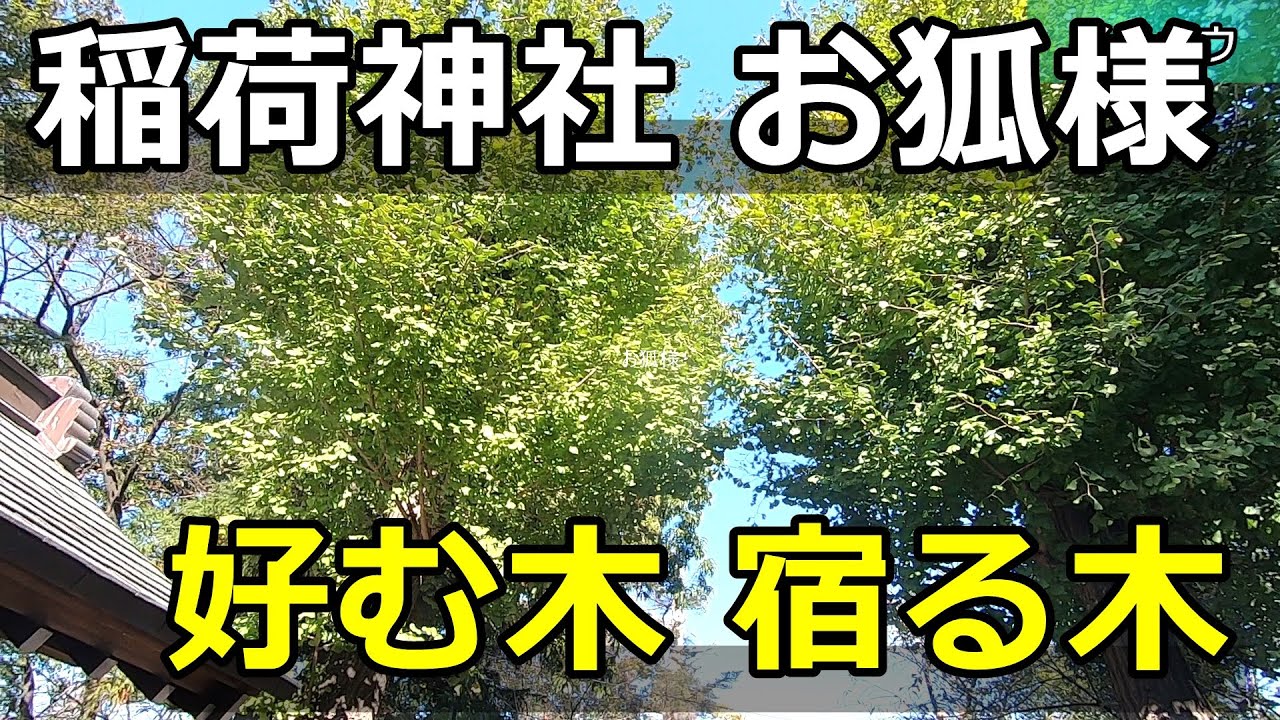【稲荷神社/植物】お狐様が好む木、宿る木、鎮座する木について お稲荷様
