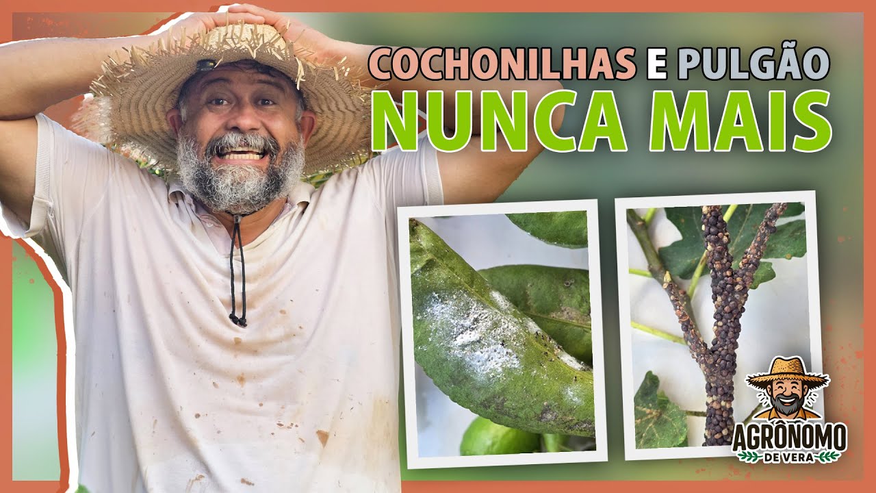 Elimine COCHONILHAS e PULGÕES com 2 ingredientes 