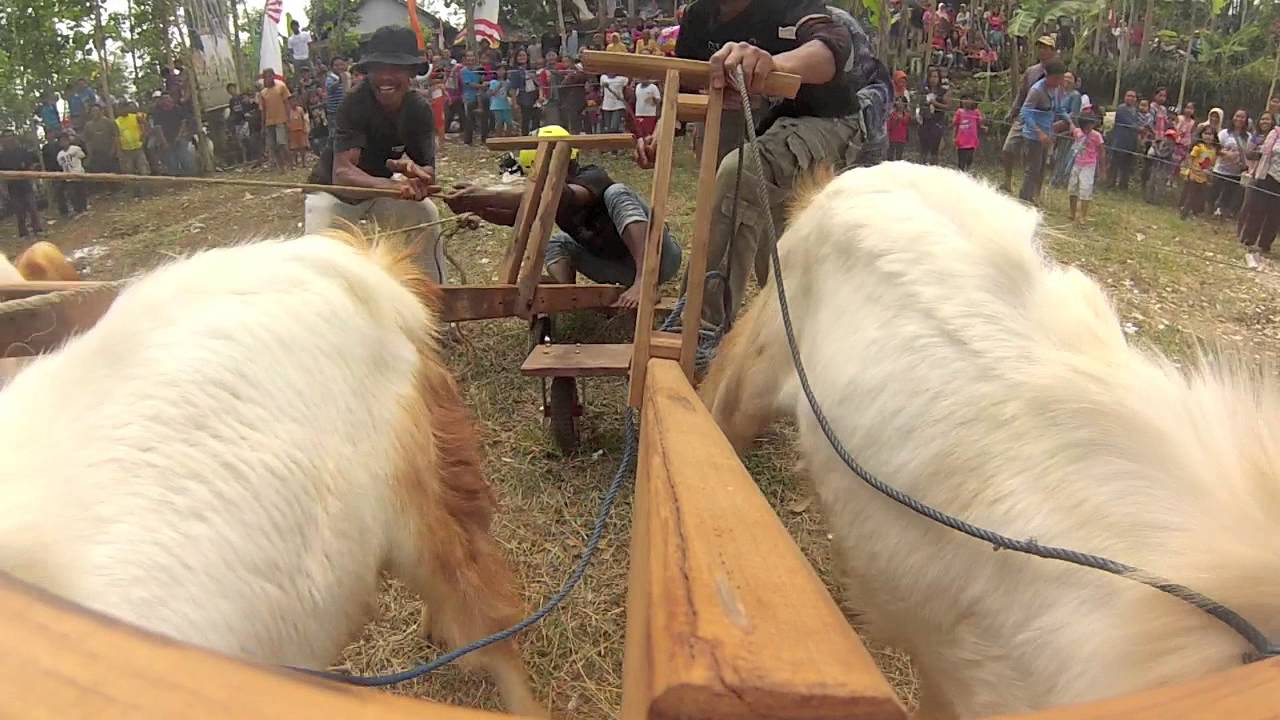 Pacu Kambing Kampoeng Djawi ( Kampung jawi )