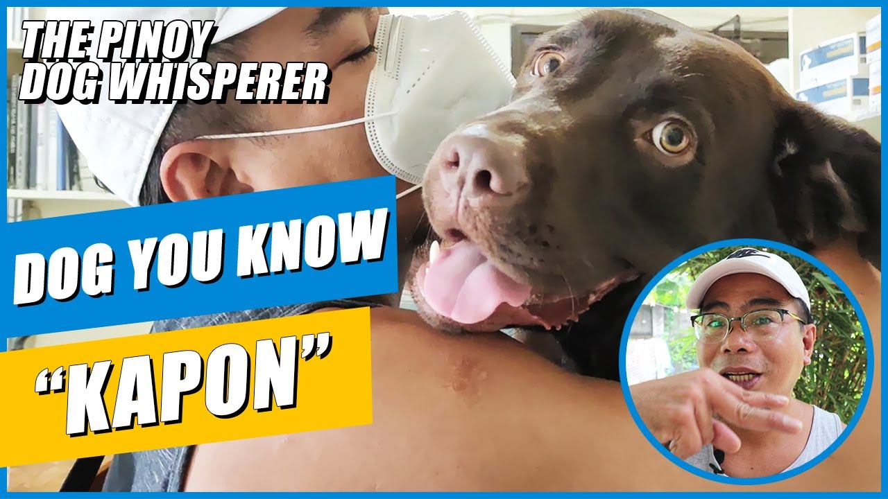 Dog You Know KAPON? (Spay/Neuter)