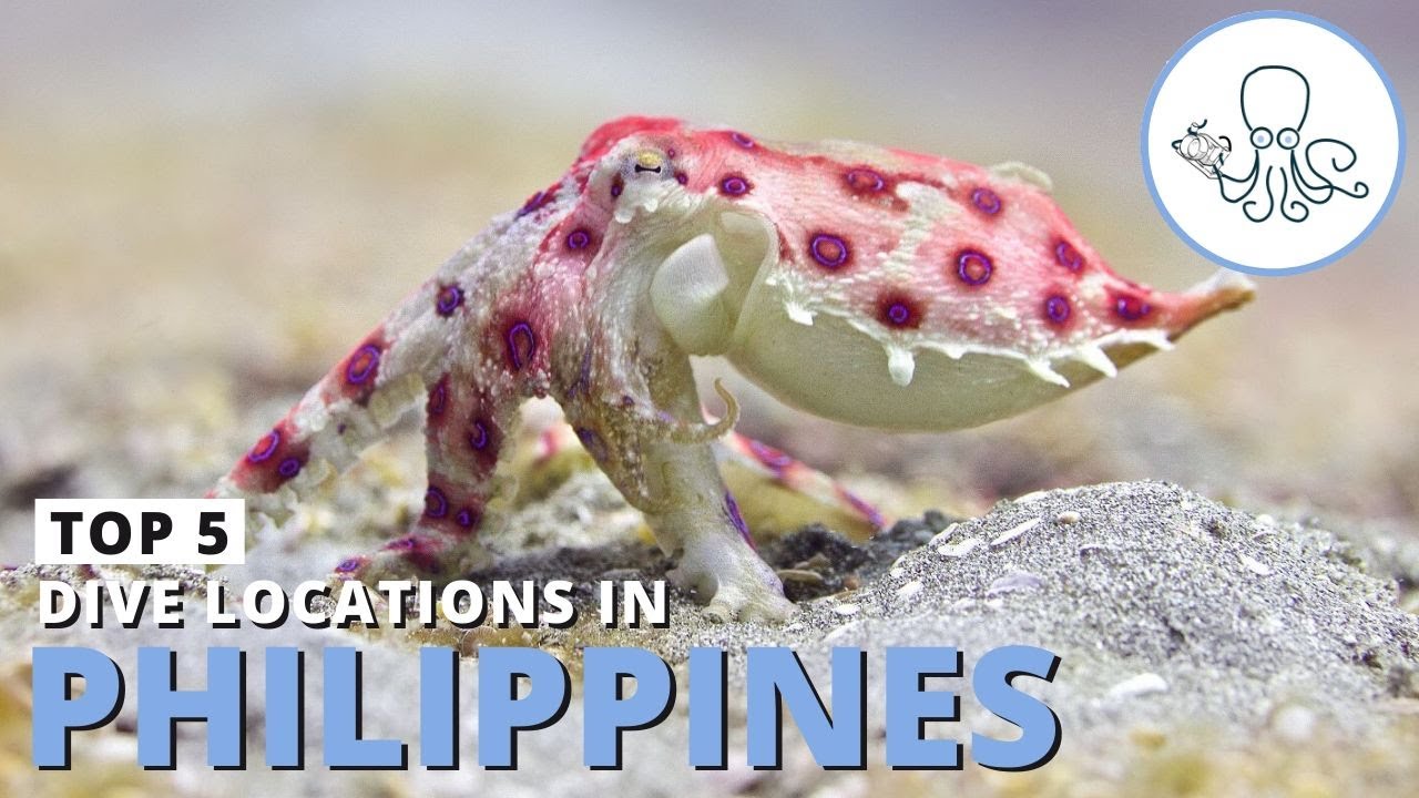 Scuba Diving Philippines - The Top 5 Dive Sites in the Country