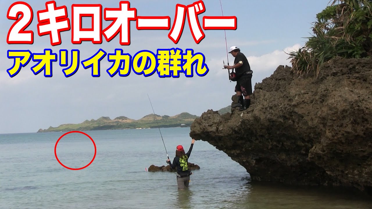 群れ発見！石垣で2キロ越えの巨大アオリイカ捕獲！中編
