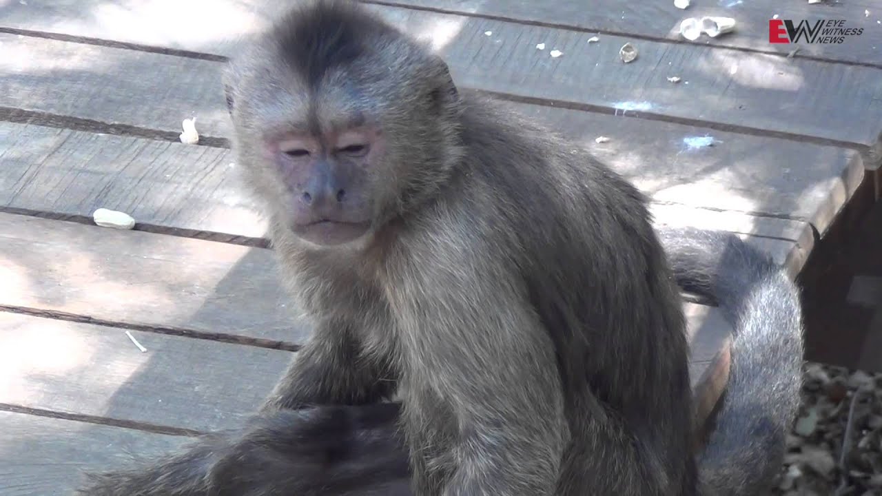 Bush Babies Monkey Sanctuary's fight for exotic monkeys