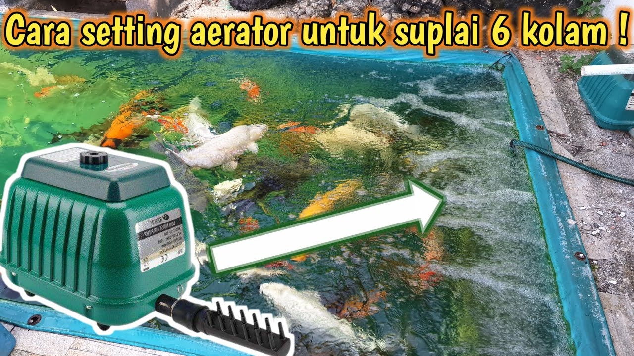 MULAI SEKARANG COBA SETTING KAYAK GINI❗️Cara setting aerator untuk kolam ikan koi | Pencinta koi 