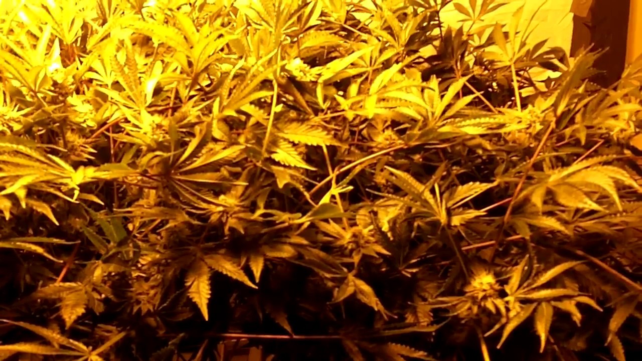 Royal Purple Kush