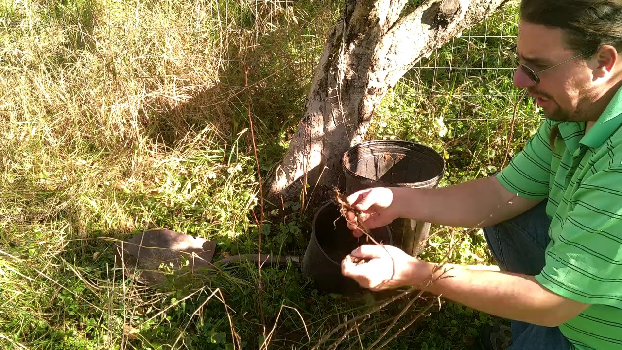 Propagating Apple Tree Root Stock from Suckers and Root Cuttings; Grow Your Own Grafting Materials!