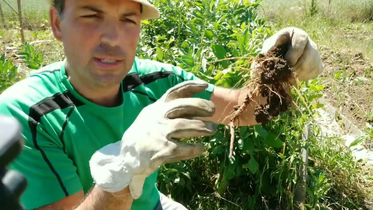 Que plantar después de las habas!!
