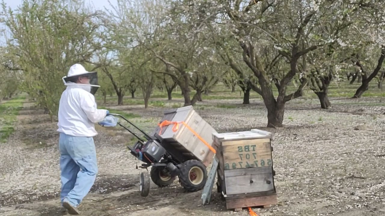 Splitting using small nuc colony and swaping places with packed hives.
