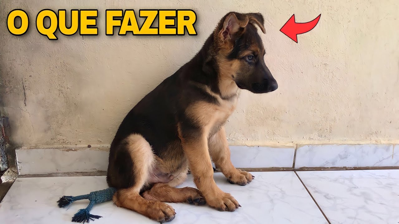 ASSISTA SE O PASTOR ALEMÃO AINDA NÃO LEVANTOU AS ORELHAS