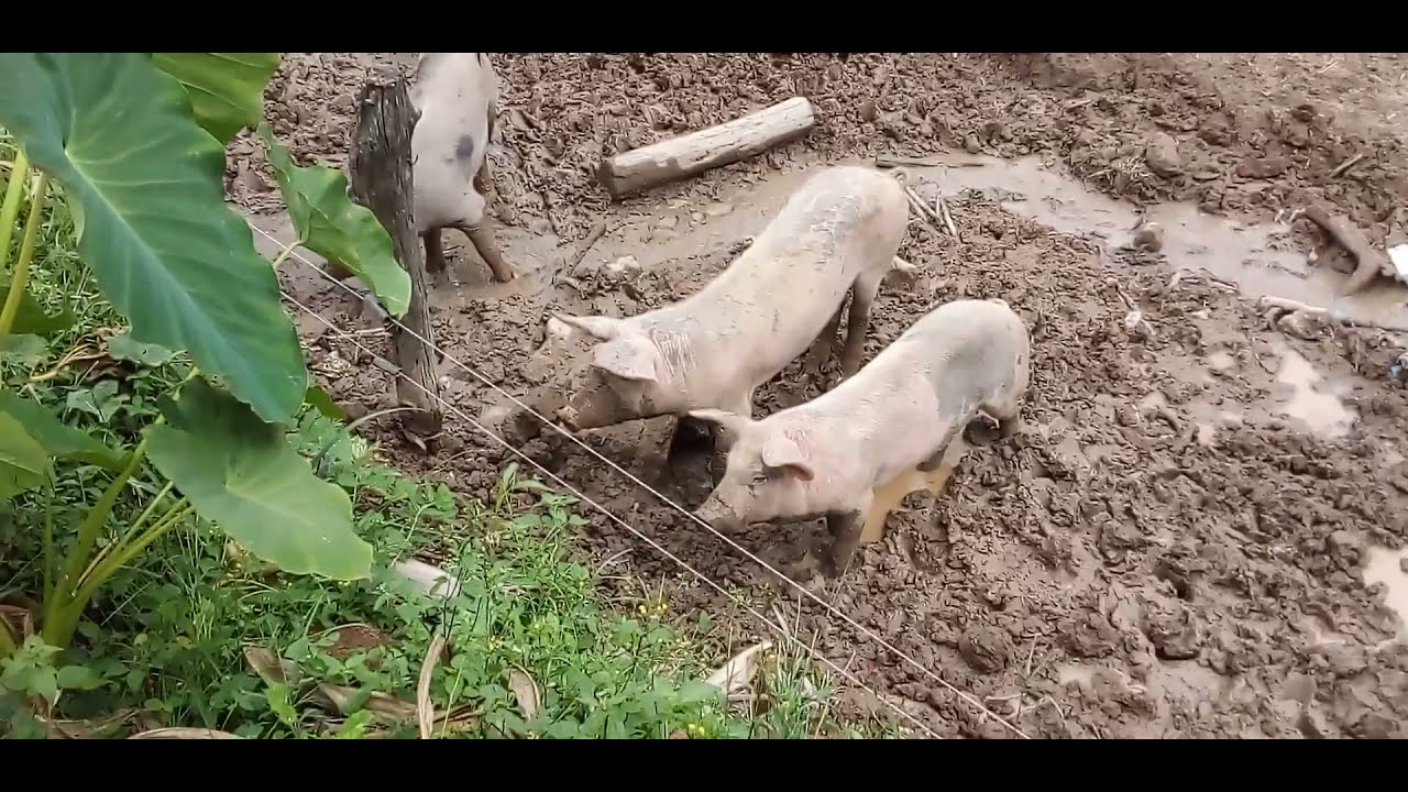 ELETRIFICADOR DE CERCA PARA ANIMAIS COMO PORCO ETC