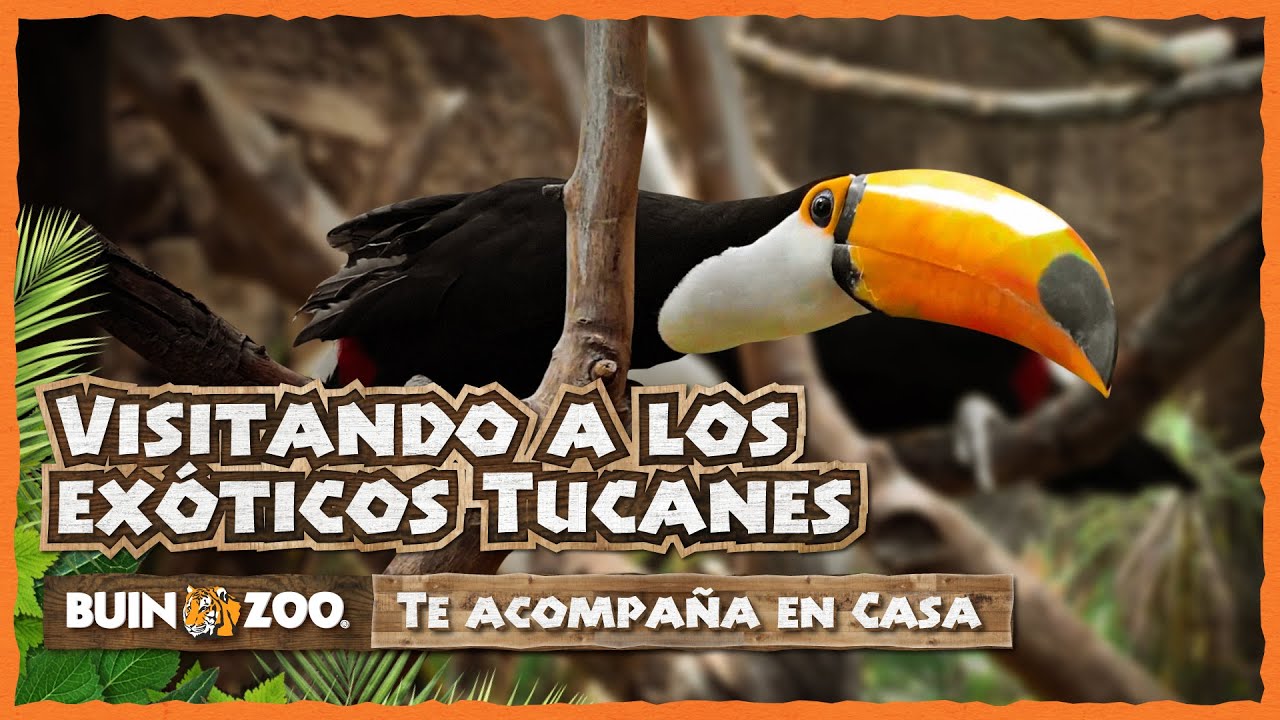 VISITANDO A LOS EXÓTICOS TUCANES - BUIN ZOO TE ACOMPAÑA EN CASA