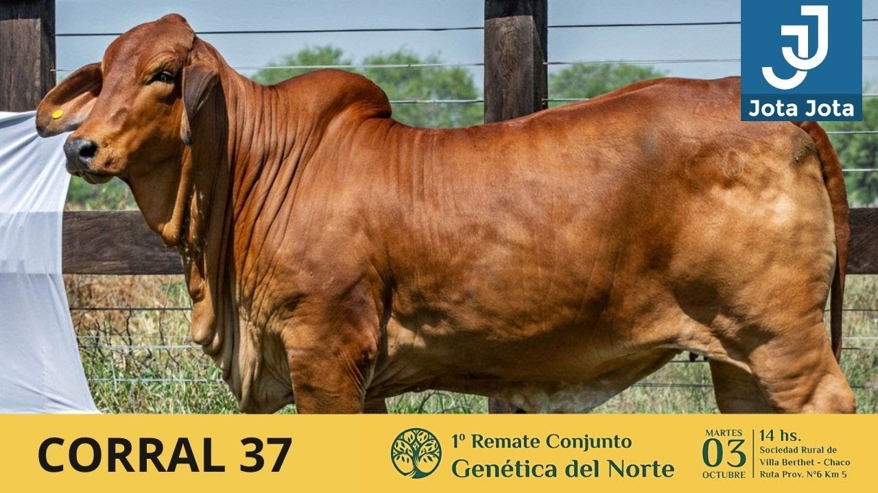 CORRAL 37 JOTA JOTA 70