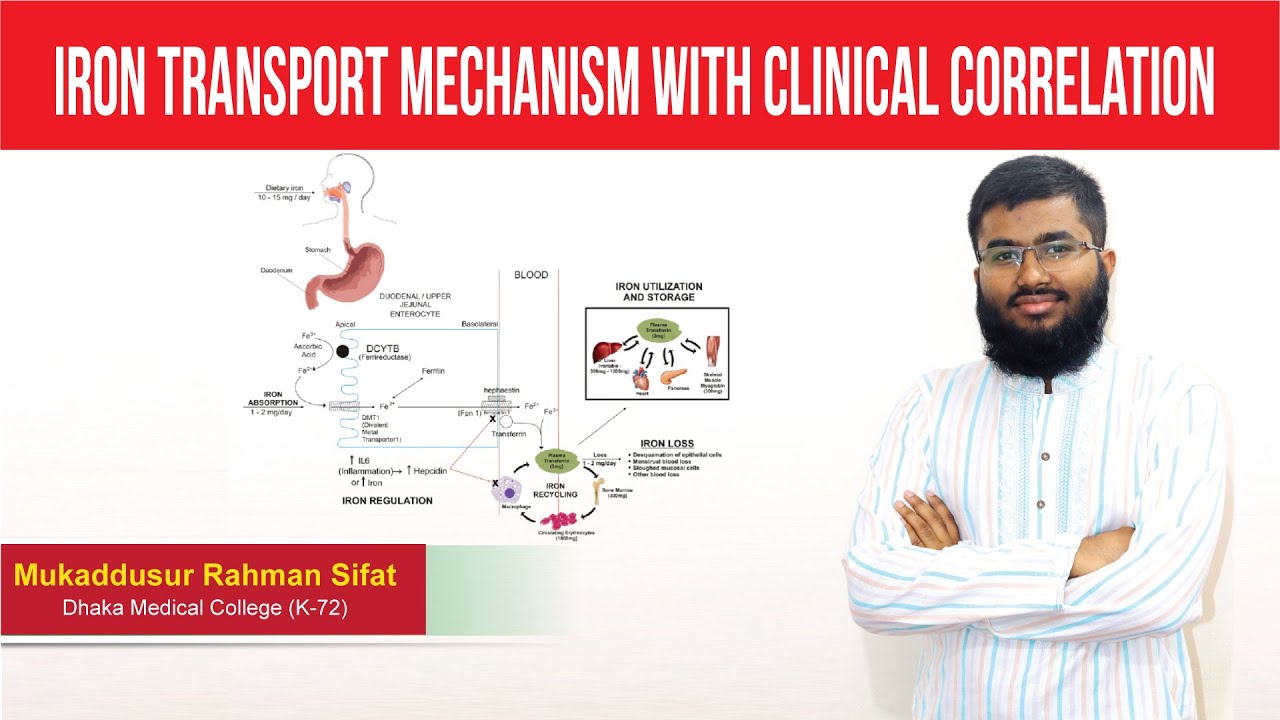 Iron transport mechanism with clinical correlation