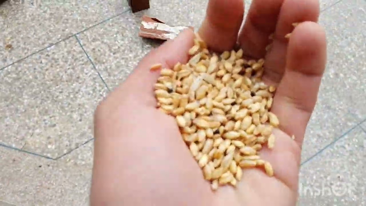 اليوم اندويو شوية على الحمام لي عندي #حمام_شباخ🕊️🕊️🕊️🕊️🕊️🐓🐓
