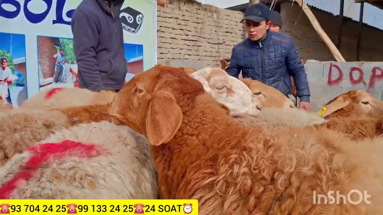 Doppili GIGANT BOG‘OZ ARASAHAN SOVLIQLAR