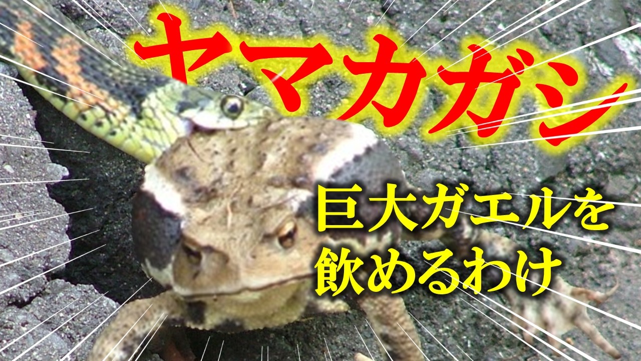 【アゴが外れるはウソ】ヘビの飲み込みと感覚器の驚きの科学