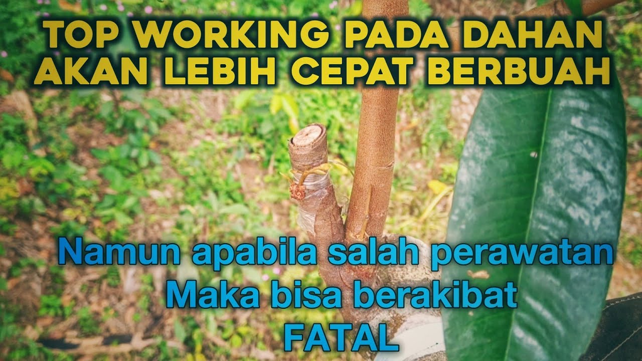 Tutorial topworking pada dahan dan cara perawatan nya