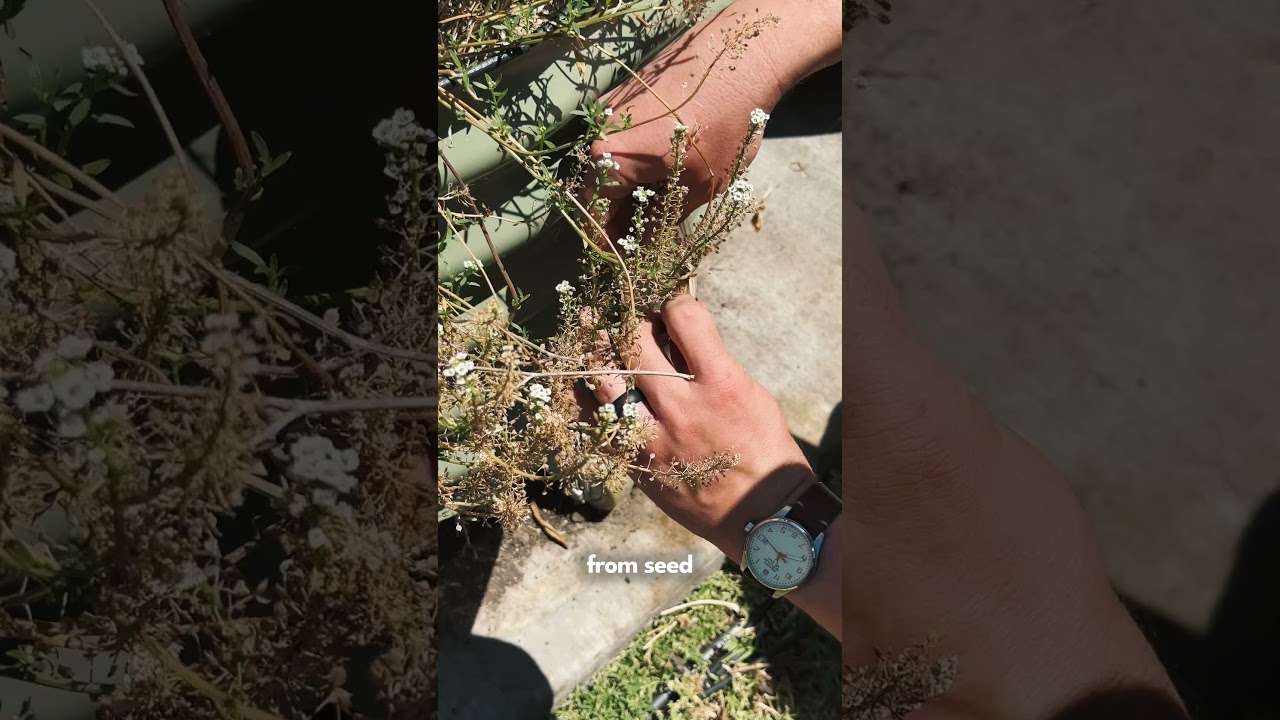 Grow This Flower for Endless Seeds, No Pesticides, and Helpful Bugs!