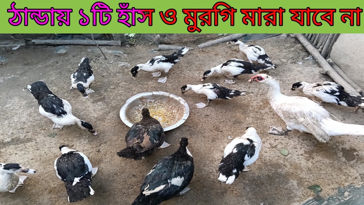 ঠান্ডায় ১টি হাঁস ও মুরগি মারা যাবে না Assam Farm 