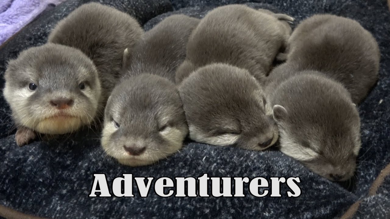 【カワウソ赤ちゃん】Towa隊長と、小さな冒険者たち。Capt.Towa and the little Adventurers!【特別編】