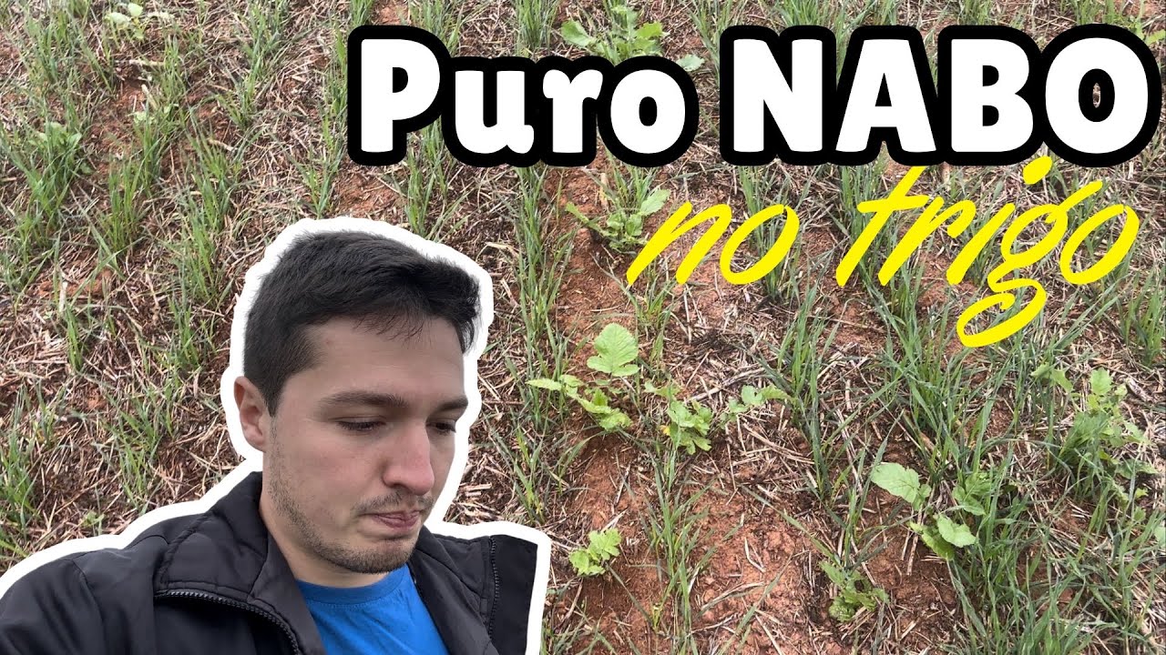TRIGO CHEIO DE NABO!! Vamos ver o resultado da aplicação de herbicida…