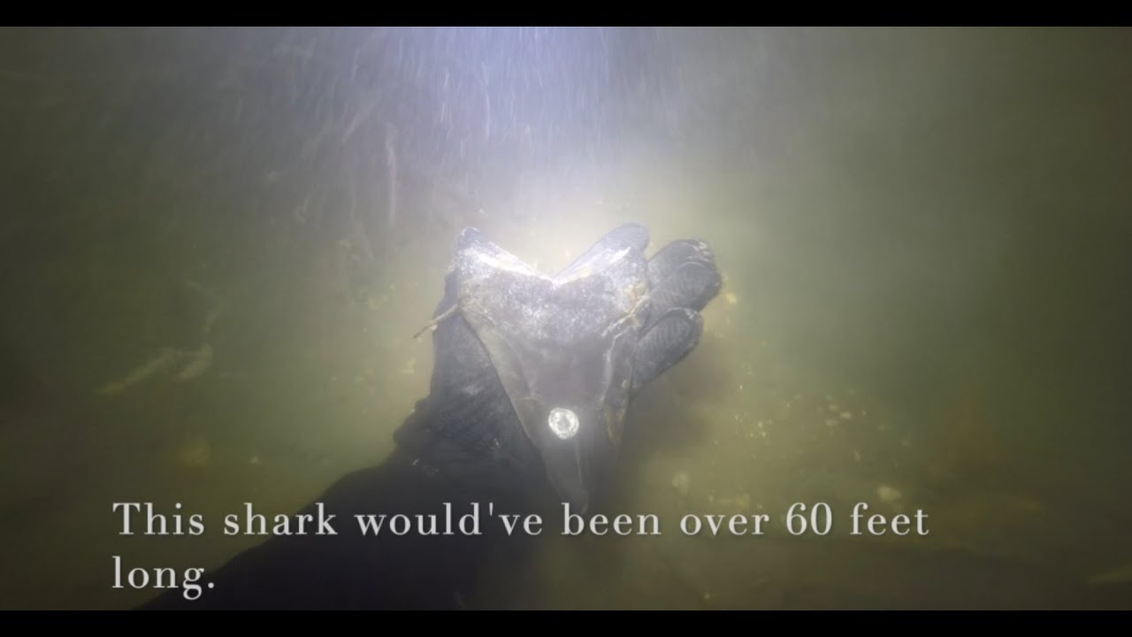 Diving for Megalodon teeth in the South Carolina rivers.
