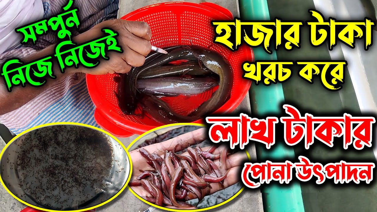 নিজে নিজেই উৎপাদন করুন শিং মাছের পোনা A to Z . Stinging catfish breeding system Revealed.
