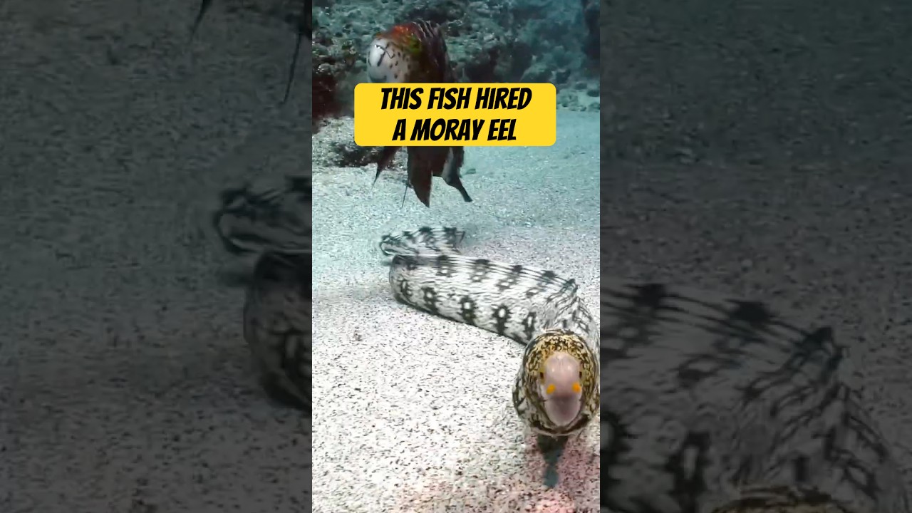 Caught on Camera: A Fish Uses a Moray Eel to Hunt 