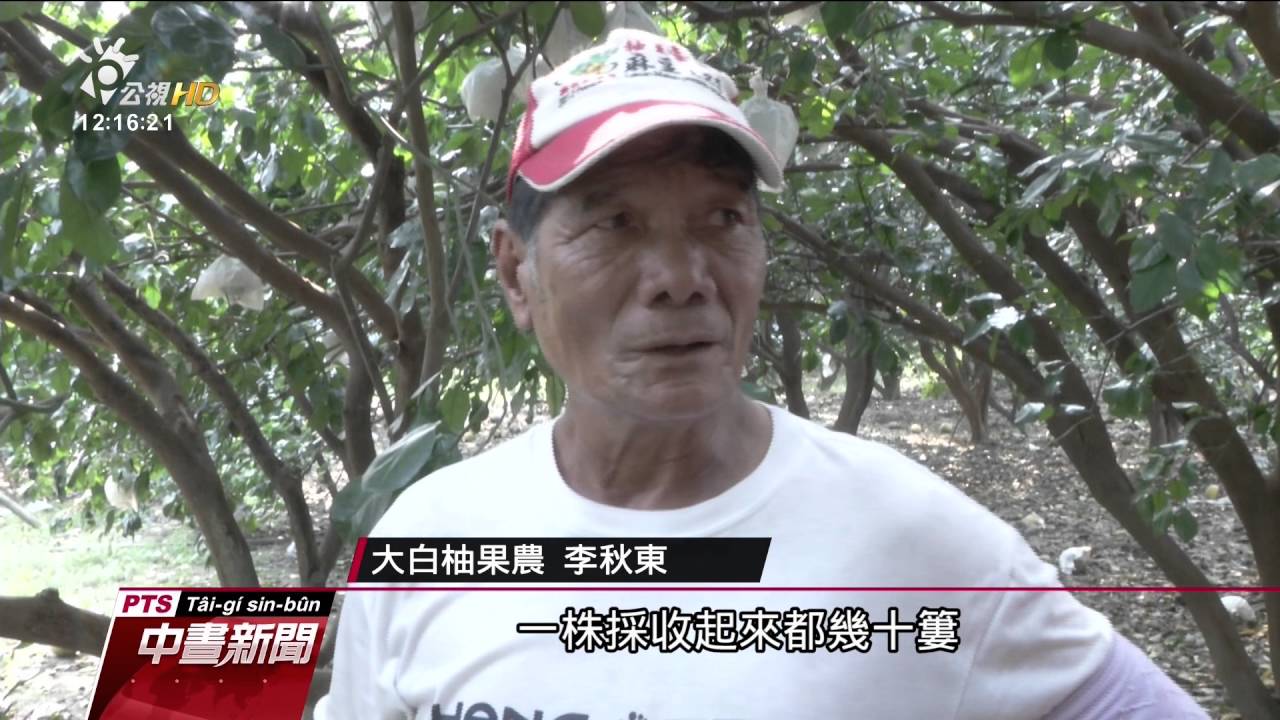 麻豆白柚落果又損3成 果農欲哭無淚 20161006 公視中晝新聞