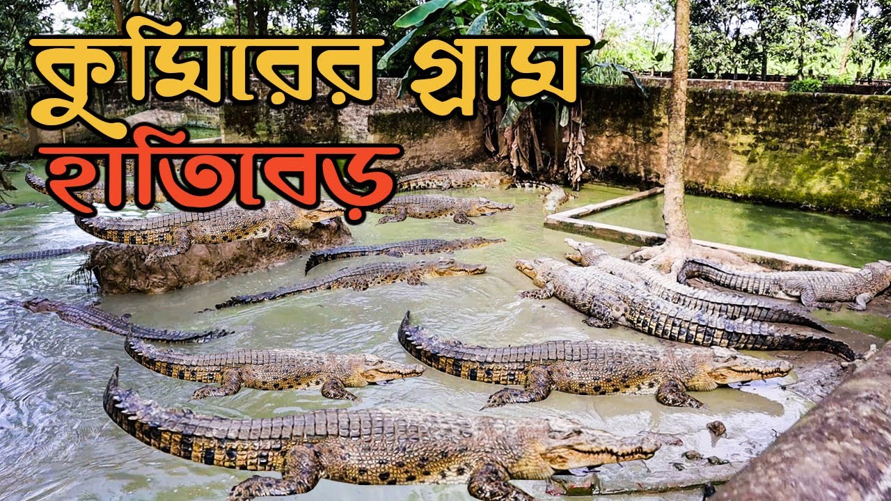 ময়মনসিংহের প্রত্যন্ত গ্রামে কুমিরের খামার || Crocodile Farm in Mymensingh