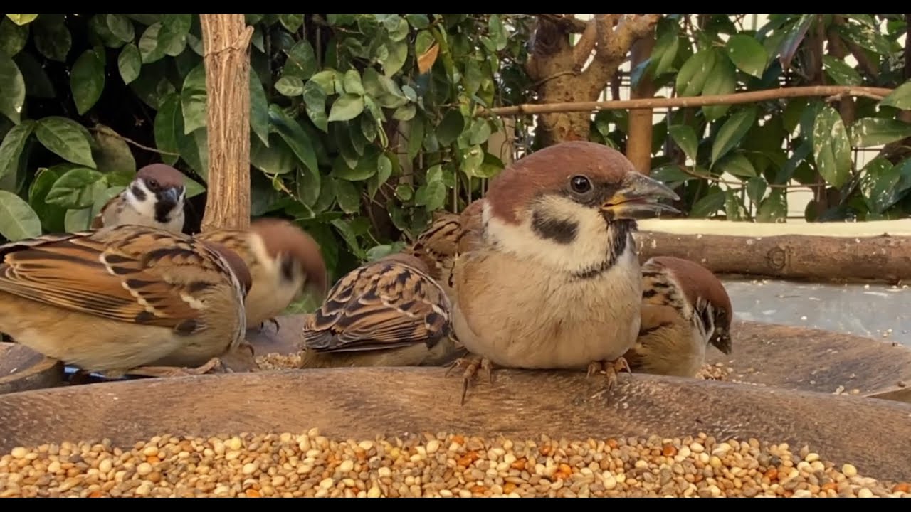2026.1.7. 編集、解説なしの動画🐤