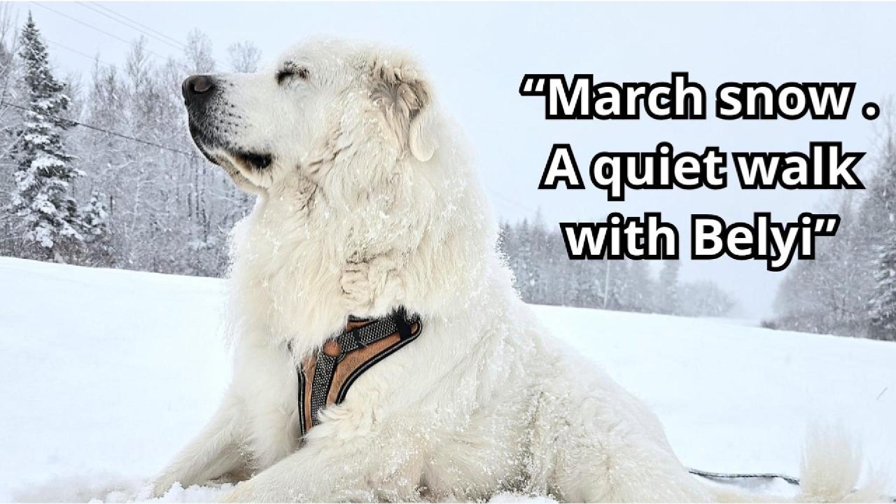 March snow  A quiet walk with Belyi