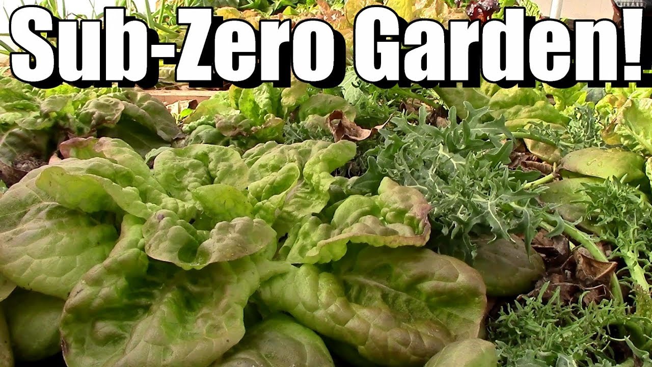 Sub-Zero Winter Vegetable Garden in Unheated Hoop House (Zone 5)