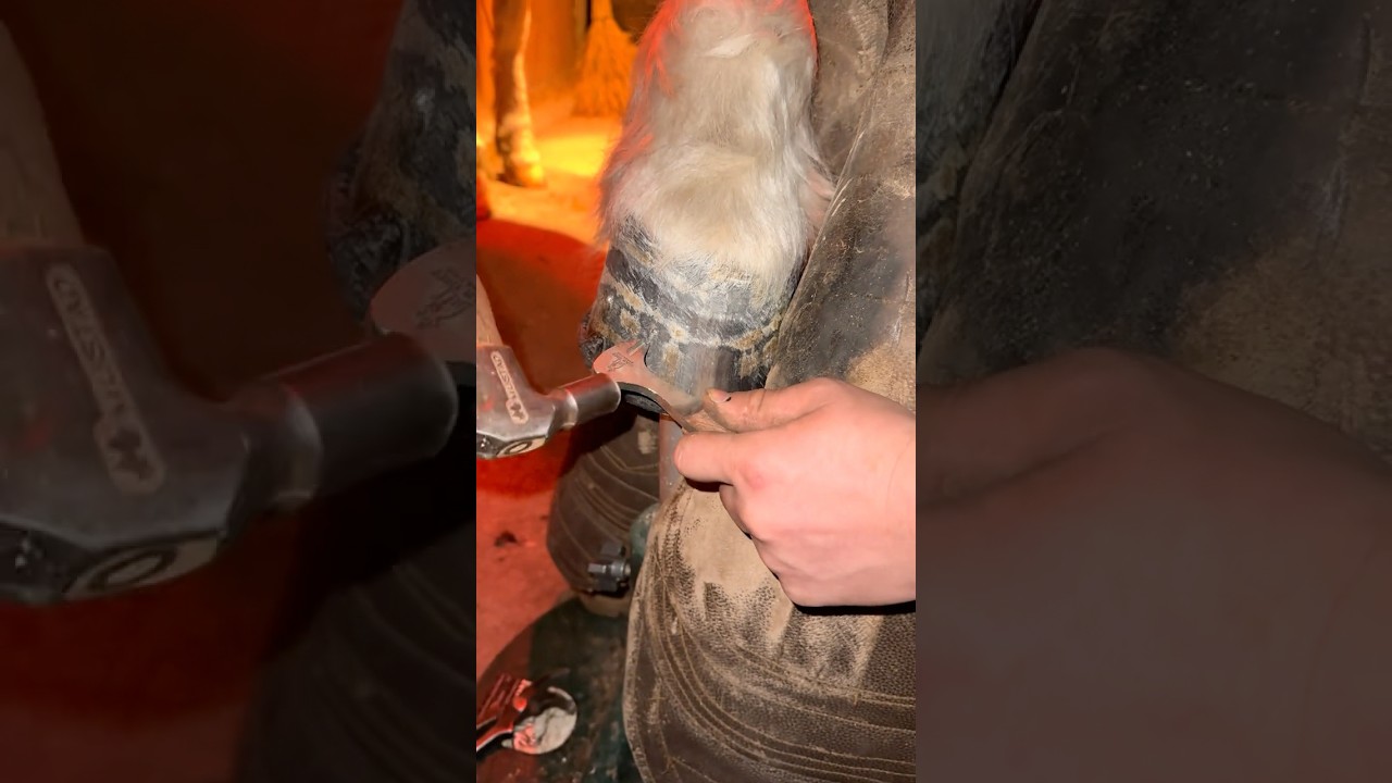 Removing horseshoe nails