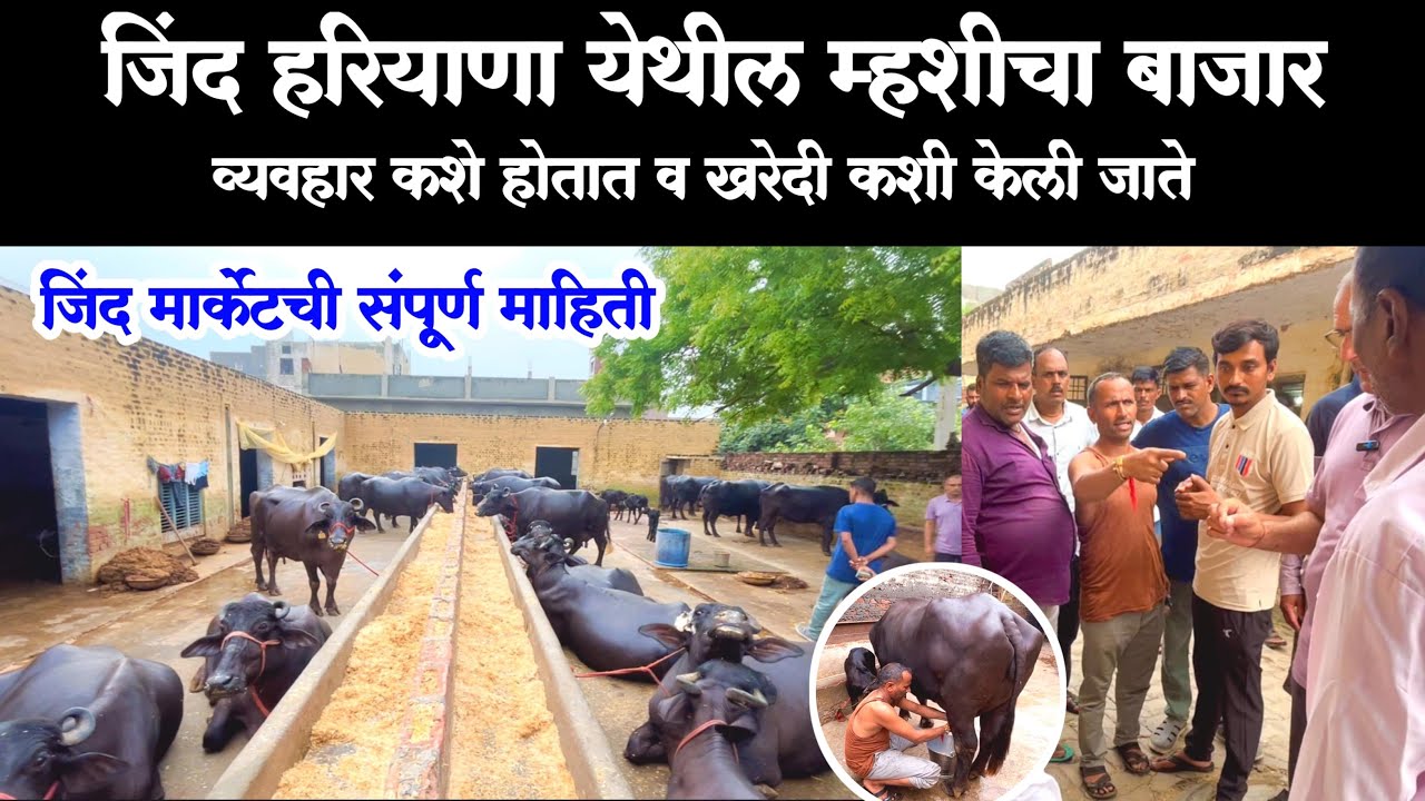 जिंद हरियाणायेथील म्हशींचे मार्केट व म्हशींचे व्यवहार कशे होतात संपूर्ण माहिती #buffalo_dairy_farm 