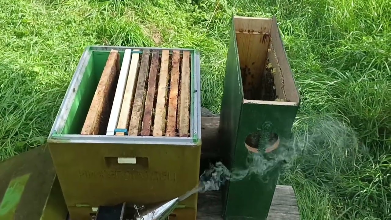 Рой в августе. Развитие за три недели в ловушке.