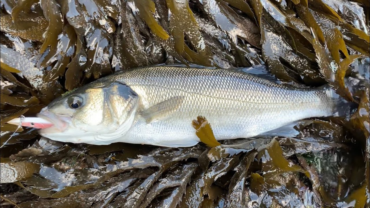 Catching Seabass on lures in North Wales. Menai straits. 🎣