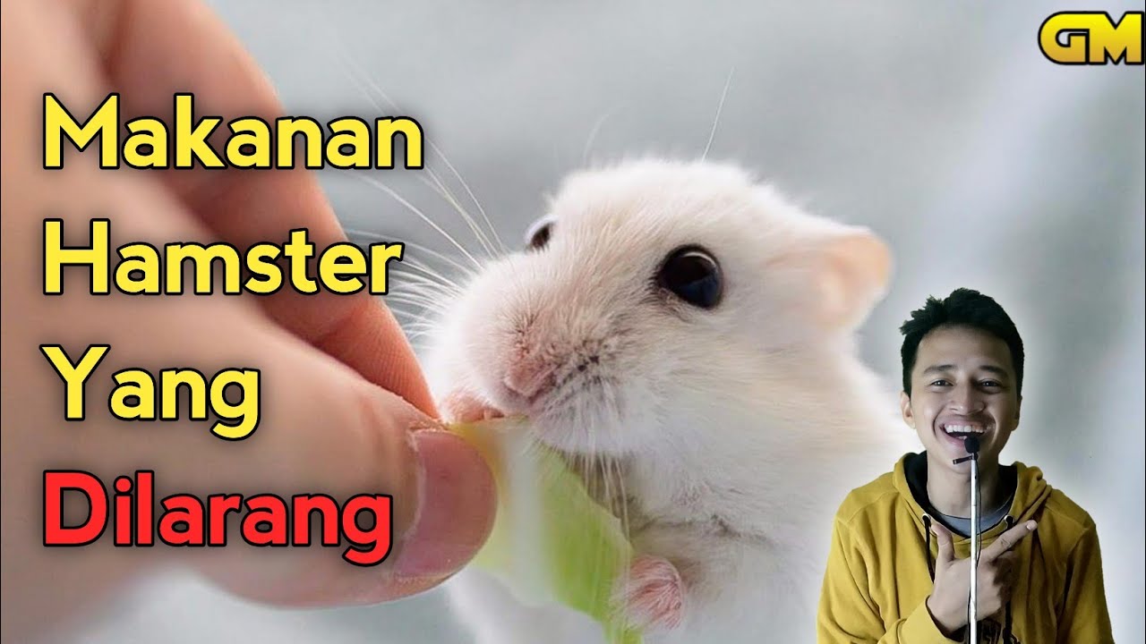 Makanan Hamster yang Dilarang! Bahaya banget lho!