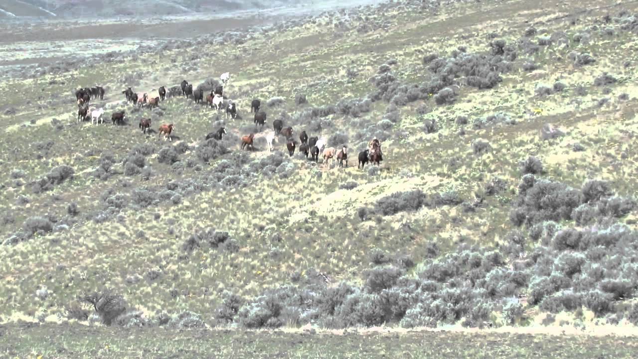 Lookit them horses and mules