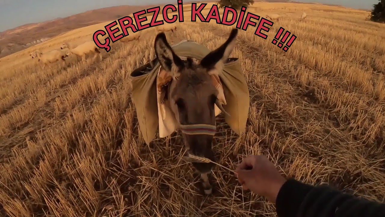 KANGAL AKKARAMAN KOYUNU | GÜZ YAYLIMI