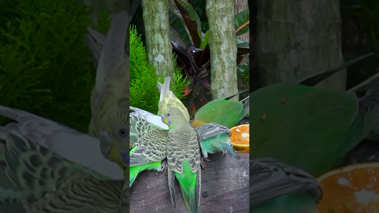 Cat TV 😸 Bird for cats , Relaxing your Pets 