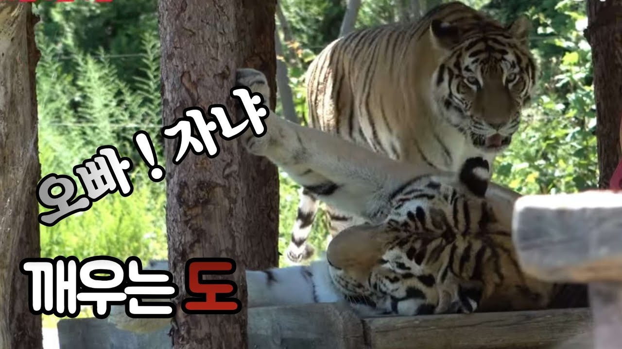 (봉화sun)(호랑이숲)한도야!  지금처럼 건강하게 오래~오래~ 보자구나.
