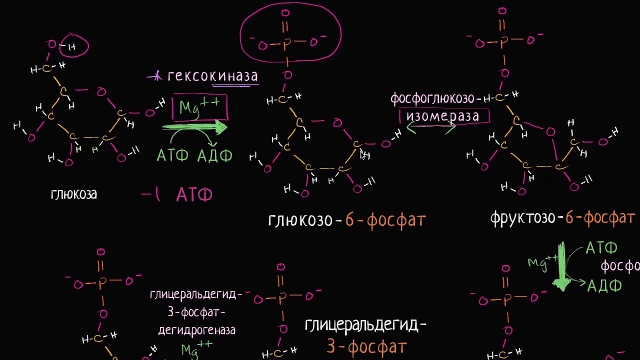 Стадии гликолиза (видео 6) | Клеточное дыхание| Биология