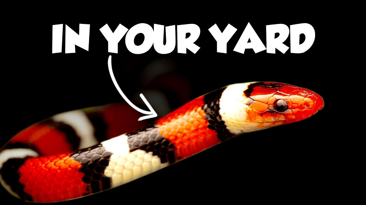 Every Snake in the US (are they in YOUR backyard?)