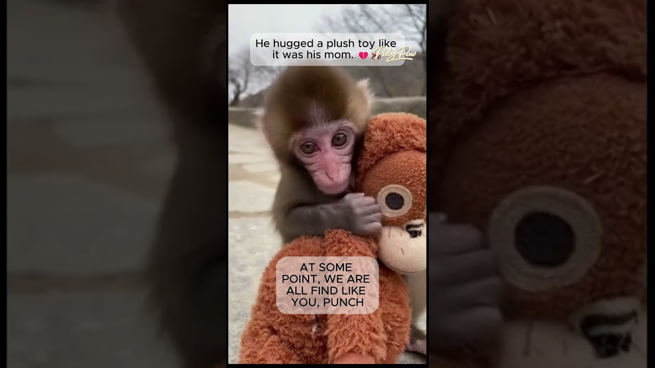 The Power of Patience: Punch&rsquo;s Journey from Loneliness to Connection