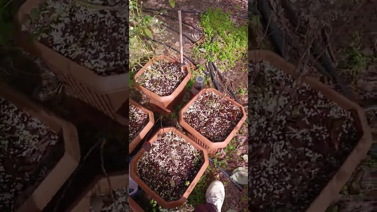 Yaban mersini için detaylı bilgiler.15.02.2026 #yabanmersini #blueberry #maviyemiş #naturel 